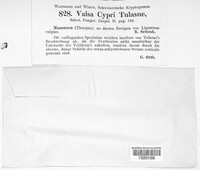 Cytospora pruinosa image